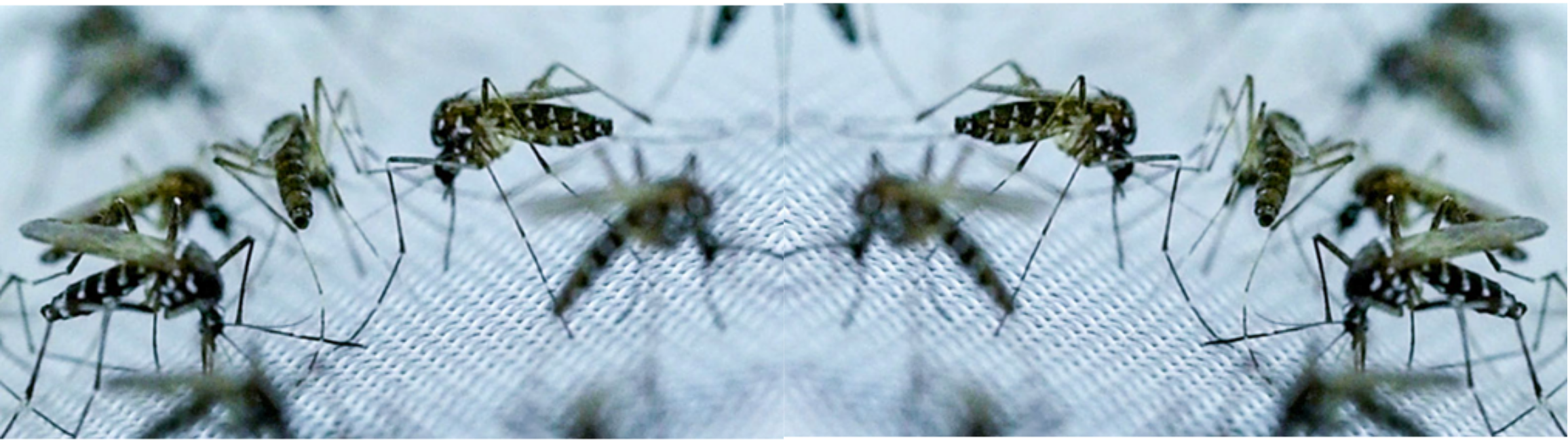 moustique tigre bandeau Focus