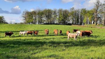 vaches paturage 